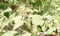 Thorybes dorantes galapagensis