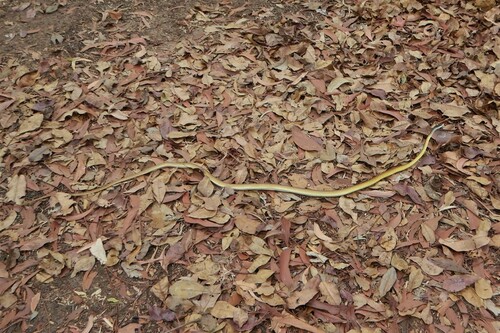Common Tree Snake sighting