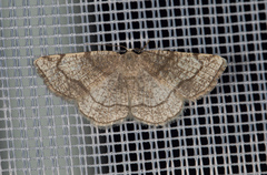 Stegania trimaculata