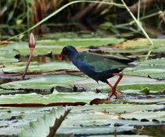 Porphyrio alleni