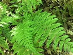 Dryopteris intermedia