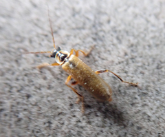 Cantharis decipiens