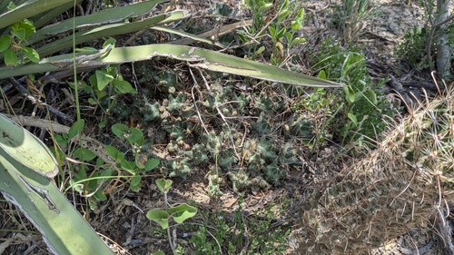 Pelecyphora macromeris