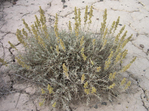 Silver Sagebrush