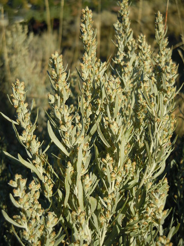Silver Sagebrush