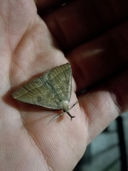 Pechipogo plumigeralis