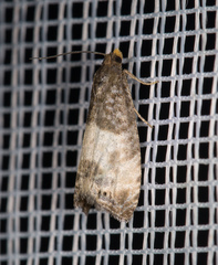 Notocelia cynosbatella