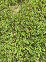 Magnoliopsida