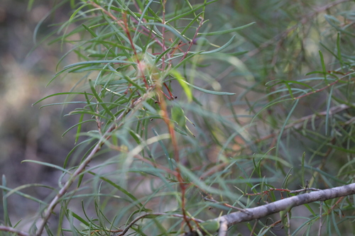 Image of Persoonia nutans by (c) Liam southwell, some rights reserved (CC BY)