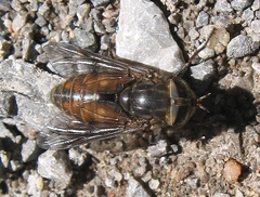 Hybomitra nuda