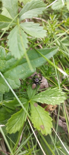Mediterranean white-banded spider, 26400 Grane, France, photo 6 of 10