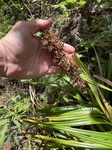 Rhynchospora sclerioides observed 2024-07-22