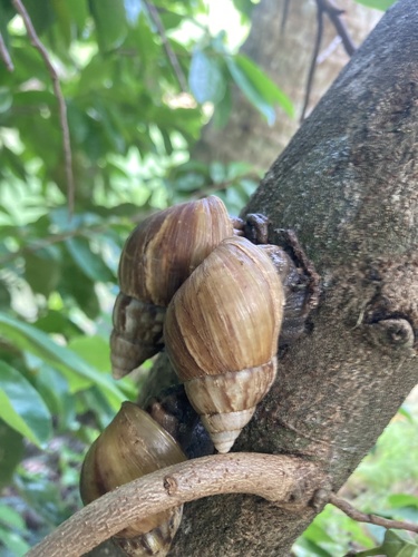 Achatina fulica observed 2024-07-28