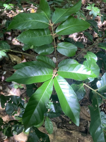 Image of Aglaia mariannensis by (c) fletchermoore, some rights reserved (CC BY)