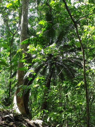 Dioon spinulosum, photograph 5