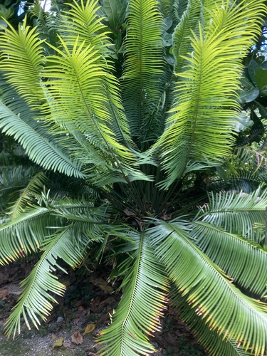 Image of Cycas micronesica by (c) fletchermoore, some rights reserved (CC BY)