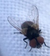 Phasia pusilla