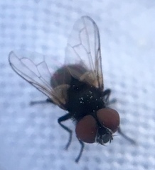 Phasia pusilla