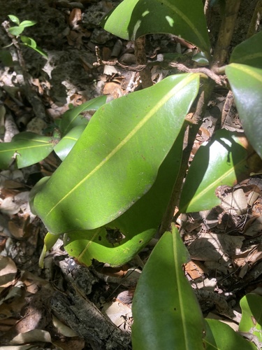 Image of Mammea Odorata (Mammea odorata) by (c) fletchermoore, some rights reserved (CC BY)