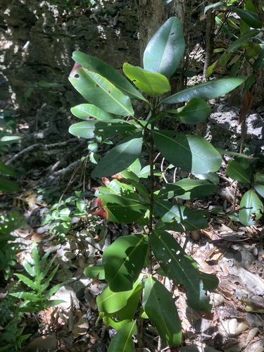 Image of Mammea Odorata (Mammea odorata) by (c) fletchermoore, some rights reserved (CC BY)