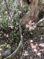 Heritiera longipetiolata, photograph (c) fletchermoore, some rights reserved (CC BY)