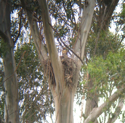 Buteo jamaicensis