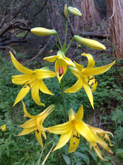 Lilium parryi