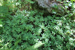 Hylotelephium anacampseros