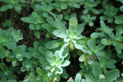 Hylotelephium anacampseros