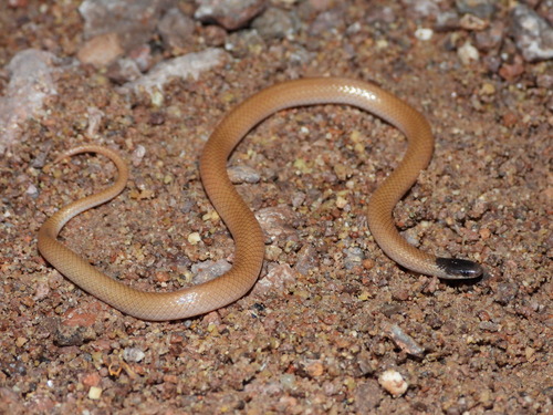 Plains Black-headed Snake