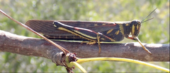 Schistocerca melanocera
