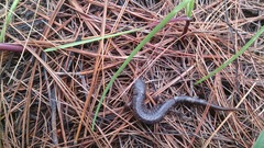 Pseudoeurycea leprosa