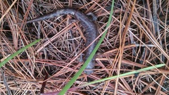 Pseudoeurycea leprosa