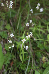 Micranthes stellaris robusta