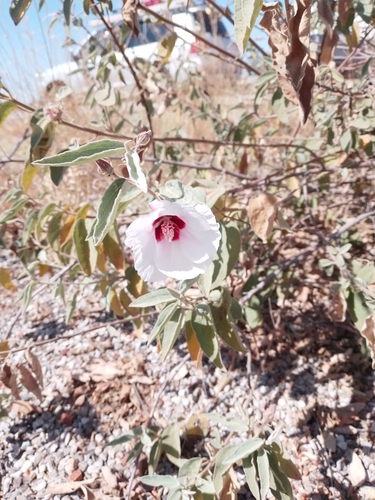 Australian Desert Rose