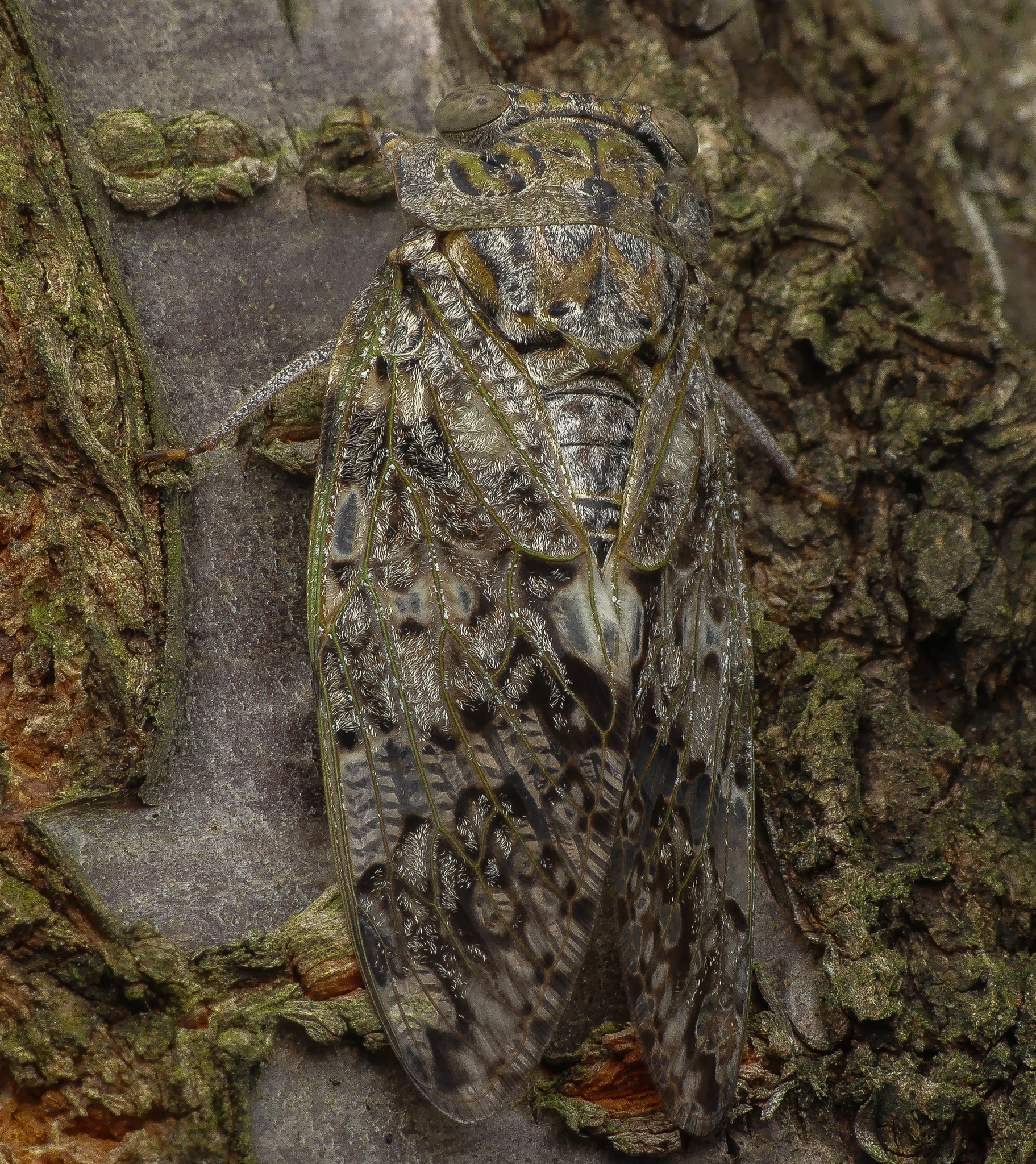 Broadwing Cicadas (Tribe Platypleurini) · iNaturalist