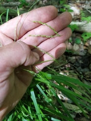 Carex debilis rudgei