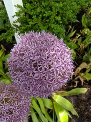 Allium giganteum