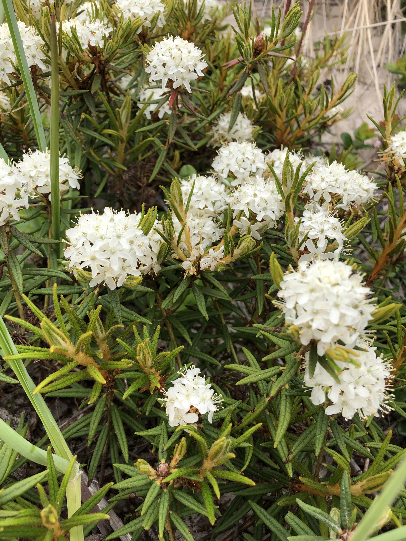 wurzelware thuja Thuja 