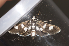 Desmia maculalis