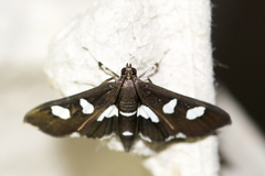 Desmia maculalis