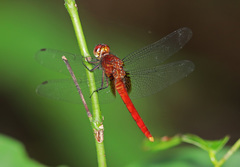 Erythemis mithroides