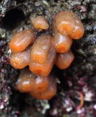 Aplidium coei
