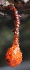 Boltenia villosa