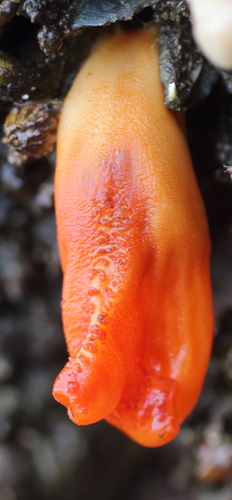 Halocynthia aurantium