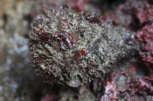 Halocynthia igaboja