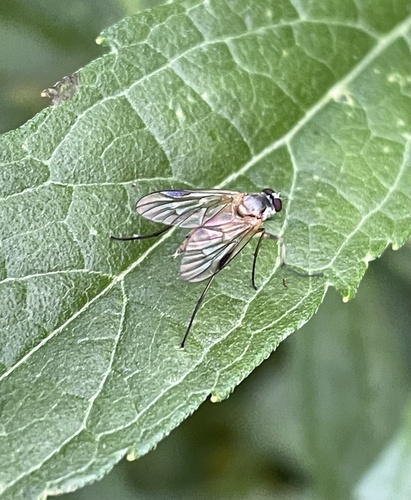 Small Fleck-winged Snipefly, Nationalpark Lauwersmeer, Lauwersoog, Groningen, NL, photo 7 of 10