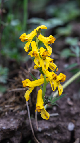 Corydalis eugeniae