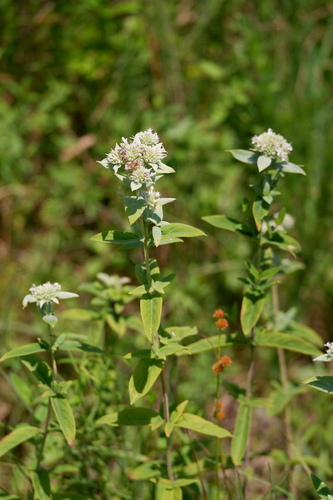 Pycnanthemum setosum, photograph 6