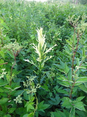 Didymella macrostoma